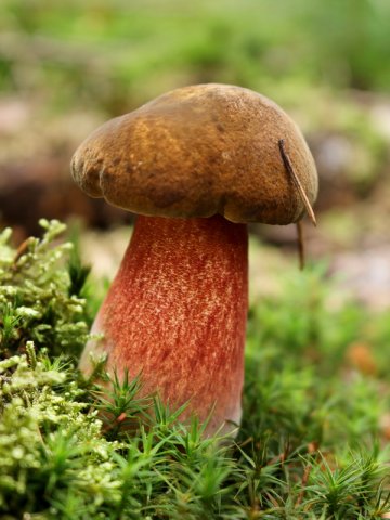 Neoboletus luridiformis, Flockenstieliger Hexenröhrling